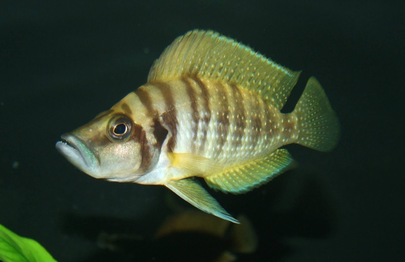 Altolamprologus calvus 'Nkamba Bay' (Yellow)